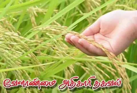 50 சதவீத மானியத்தில் நெல் நுண்ணூட்ட உரங்கள்