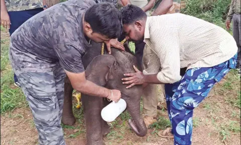 கோவை: தாயை பிரிந்து தனியாக தவித்து வரும் குட்டி யானை