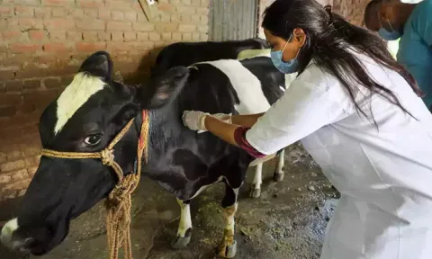 தமிழகத்தில் கால்நடை மருத்துவம் சார்ந்த படிப்புகள் வழங்கும் கல்லூரிகள் எவை?- முழு விவரம்