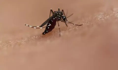கர்நாடகாவில் டெங்கு தொற்று நோயாக அறிவிப்பு