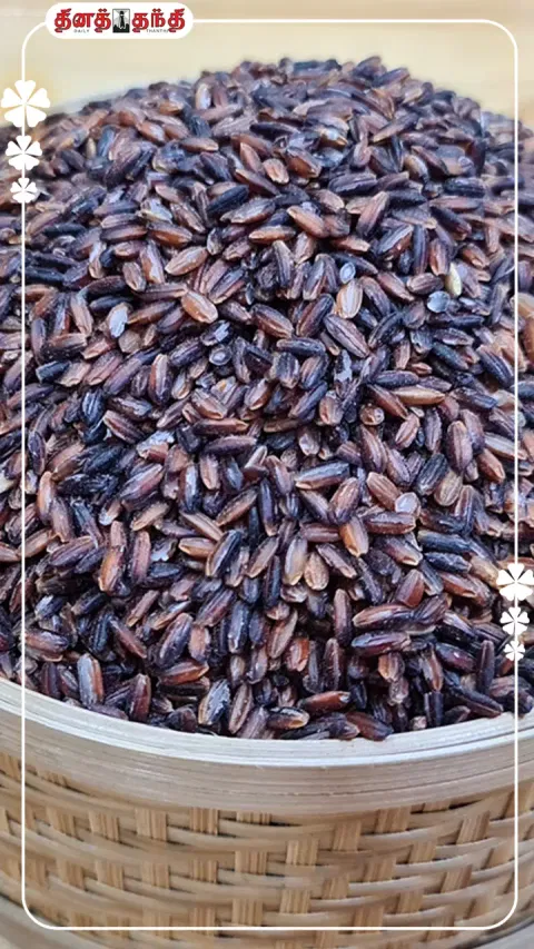கறுப்பு கவுனி அரிசியில் கொட்டி கிடக்கும் கோடி நன்மைகள்..!