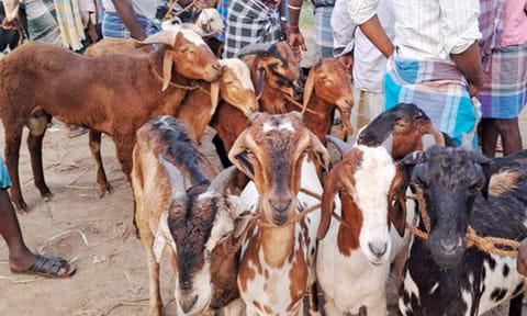 தீபாவளி பண்டிகை: உளுந்தூர்பேட்டை சந்தையில் ரூ.5 கோடிக்கு ஆடுகள் விற்பனை