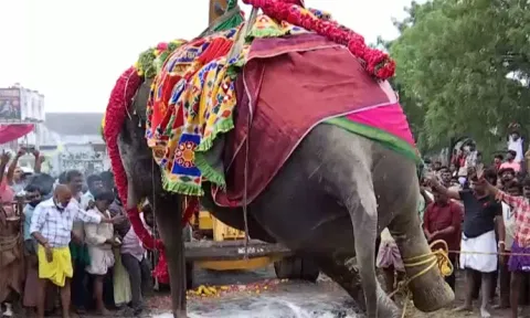 நெல்லையப்பர் கோவில் யானை காந்திமதி உடல் நல்லடக்கம்