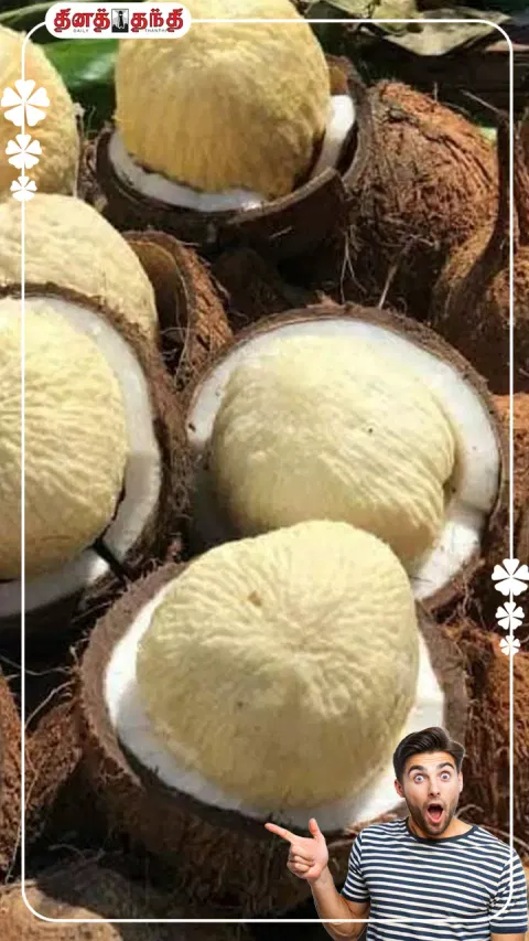தேங்காய் பூவில் நிறைந்திருக்கும் மருத்துவ குணங்கள்..!