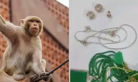 ரூ. 20 லட்சம் மதிப்புள்ள நகைகள் இருந்த பையை பறித்துச்சென்ற குரங்கு; பல மணிநேரத்திற்குப்பின் மீட்பு
