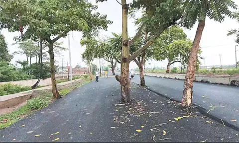 ரூ.100 கோடியில் அமைக்கப்பட்ட சாலையின் நடுவே மரங்கள் - வாகன ஓட்டிகள் அதிர்ச்சி