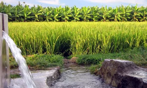 பாசன வேளாண்மை திட்டத்திற்கு கூடுதலாக ரூ.305 கோடி நிதி ஒதுக்கீடு: தமிழக அரசு