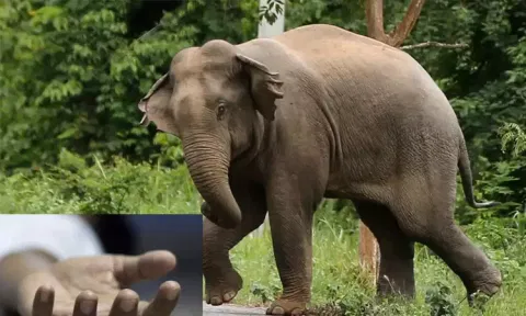 நீலகிரியில் காட்டு யானை தாக்கி ஒருவர் பரிதாப பலி