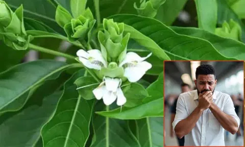 நெஞ்சு சளியை போக்கும் ஆடாதோடை இலை கசாயம்