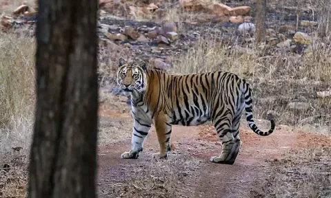 காட்டில் விறகு சேகரிக்க சென்ற முதியவரை அடித்துக்கொன்ற புலி