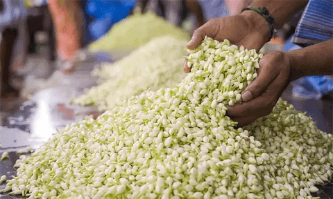 வரலாறு காணாத உச்சத்தில் மல்லிகைப்பூ விலை.! கிலோ ரூ.10 ஆயிரத்துக்கு விற்பனை