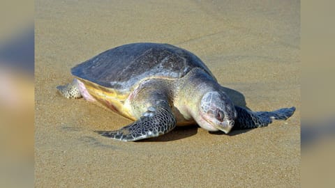 Representative image (Olive Ridley turtle)