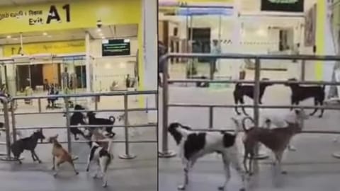stray dogs inside the Chennai airport premises