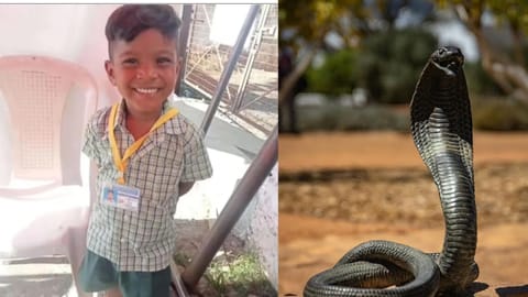 Class 4 student dies of snakebite