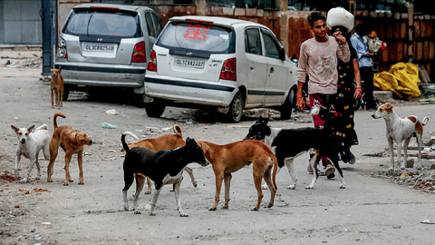 People walk past a group of street dogs, in New Delhi