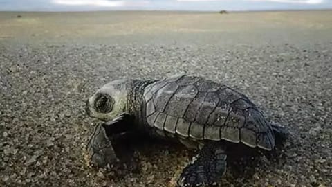 Representative Image of Olive Ridley turtle