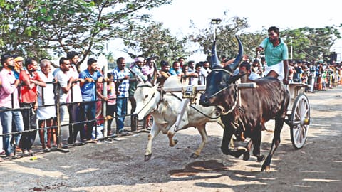 Rekla race being held in the Kongu region