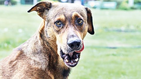 Policy failure: Eliminating dogs doesn’t eliminate danger