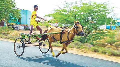 Traditional Horse cart race