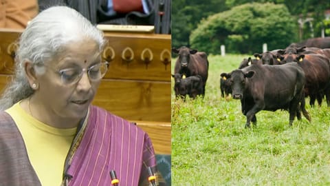 Finance Minister Nirmala Sitharaman and Live stock