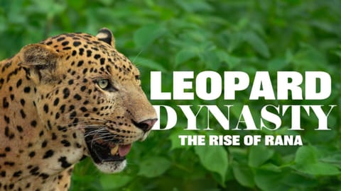 Leopard Dynasty: The Rise of Rana