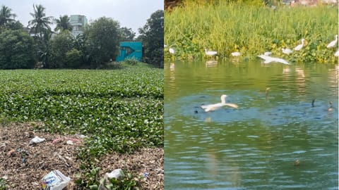 (L) Current situation of Velachery Lake opposite to Shastri Nagar, (R) Velachery Lake opposite to Shastri Nagar in 2022