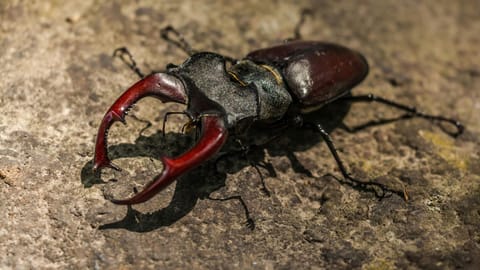Representative Image for Beetle