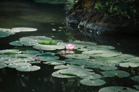 Representative Image for Pond