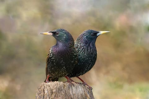 Representative Image for birds