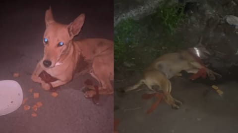Chennai: 10 dogs found tied inside sacks rescued from Madambakkam ground