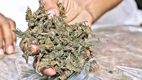 Image of Ganja used for representative purpose