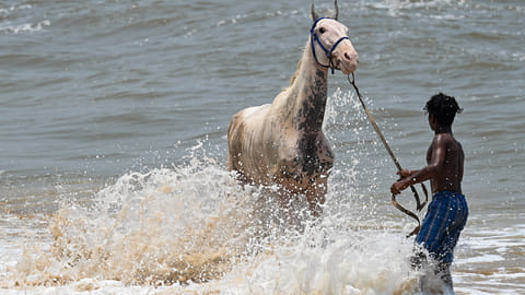 Horse