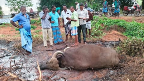 Villagers look at the carcass of gaur after it was hit by an unknown vehicle
