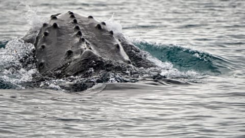 Whale