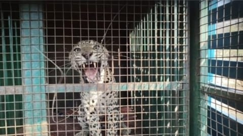 The captured leopard in Erode