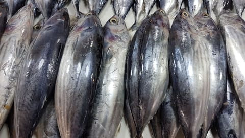 Tuna Fish
