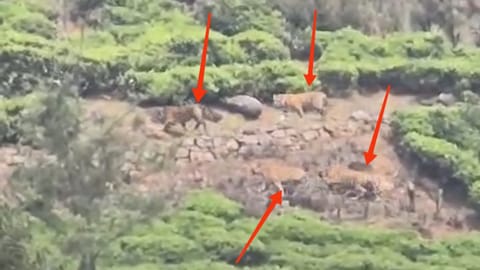 Four tigers spotted in a tea plantation