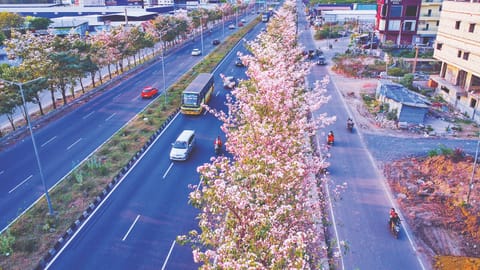 Drone view of pink trumpet trees along Maduravoyal, which has also become a photo spot