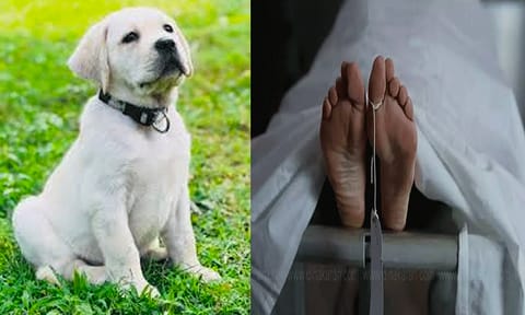Thoothukudi: Woman dies of rabies after being scratched by her pet puppy