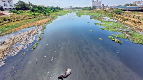 Cooum river