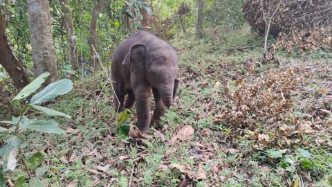 The rescued calf elephant.