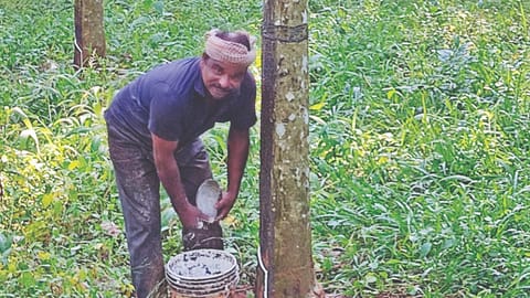 Rubber tapping