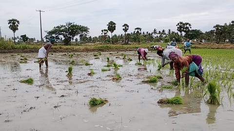 Summer cultivation has begun in the Delta region