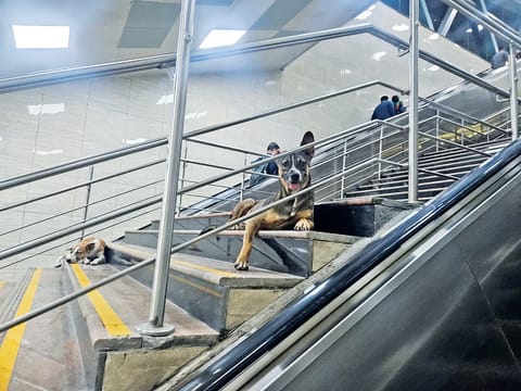 Stray dogs in metro