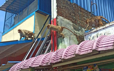 Monkeys ot a residential building in Manjoor