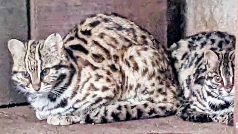 Leopard cat