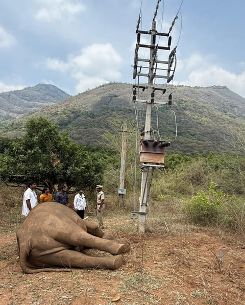 A wild elephant was electrocuted in Coimbatore.