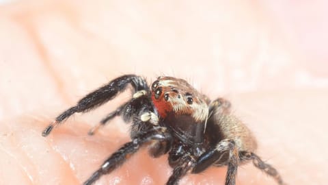 Malaria antidote: A terminator spider that likes us, eats our enemies