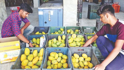 Workers sorting mangoes in an unit in Salem
