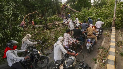 Commuters make their way through an uprooted tree lying on a road after a dust storm, in Prayagraj, Uttar Pradesh, Wednesday, May 13, 2026.